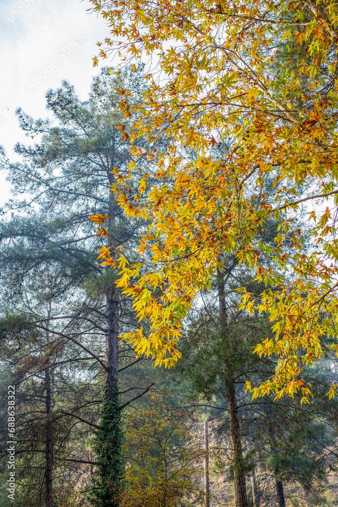 Autumn landscape. Autumn tree leaves sky background. Autumn landscape. Autumn tree leaves sky background.