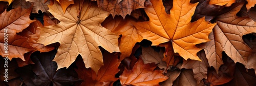 Autumn Leaves Fallen Maple Italian Gardens , Banner Image For Website, Background, Desktop Wallpaper