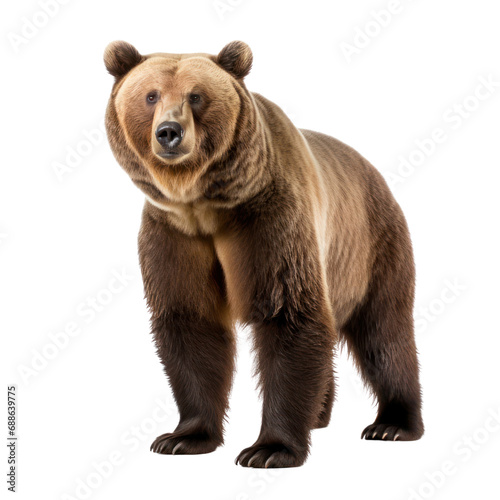 a grizzly bear isolated on transparent background or white background.