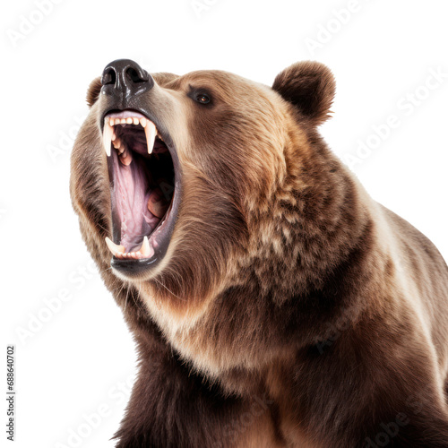 a grizzly bear roar isolated on transparent background or white background. photo