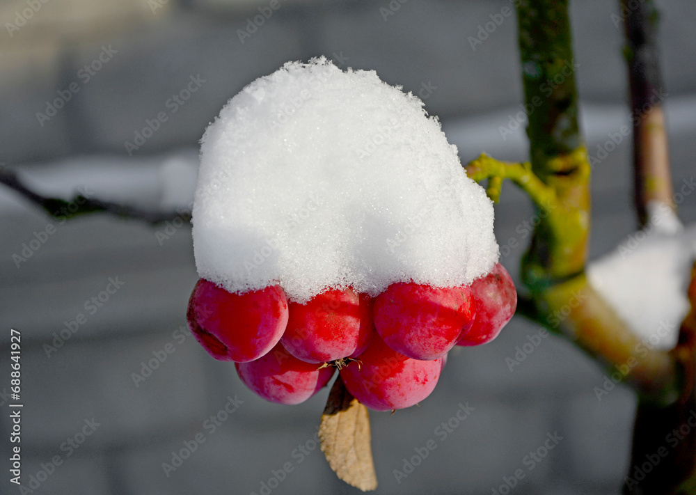 czerwone rajskie jabłuszka pod białym śniegiem, jabłoń ozdobna. Malus pumila. red paradise apples under the snow. snow cap. Branch of a wild apple tree with red fruits in the foreground under snow.