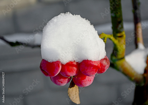 Obraz na płótnie czerwone rajskie jabłuszka pod białym śniegiem, jabłoń ozdobna. Malus pumila. red paradise apples under the snow. snow cap. Branch of a wild apple tree with red fruits in the foreground under snow. w salonie