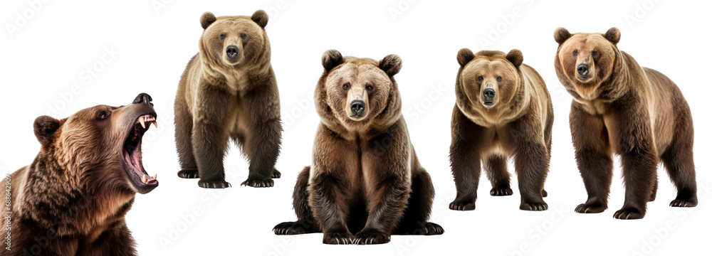 set of a grizzly bear isolated on transparent background or white background.