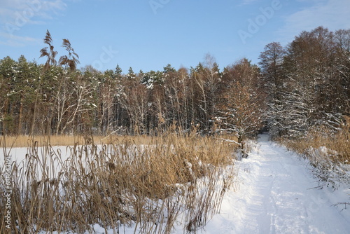 Zimowe krajobrazy. Las i staw podczas zimowych mrozów i słonecznych promieni.
