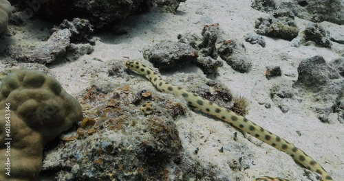 Amazing underwater view of colorful spotted snake crawling.