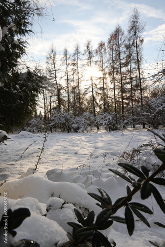 Zimowe krajobrazy. Las i staw podczas zimowych mrozów i słonecznych promieni. © marriaci_photo