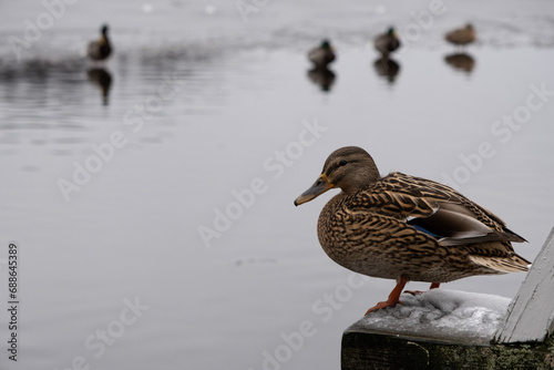 Ducks in the lake
