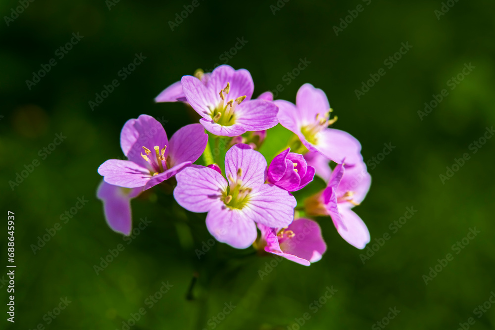 colorful flowers symbol of summer on green vegetation