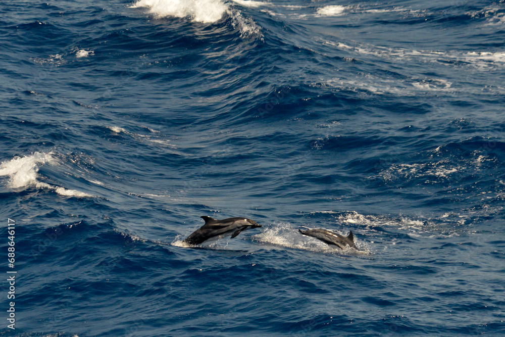 Naklejka premium Pod of striped dolphin jumping in the sea