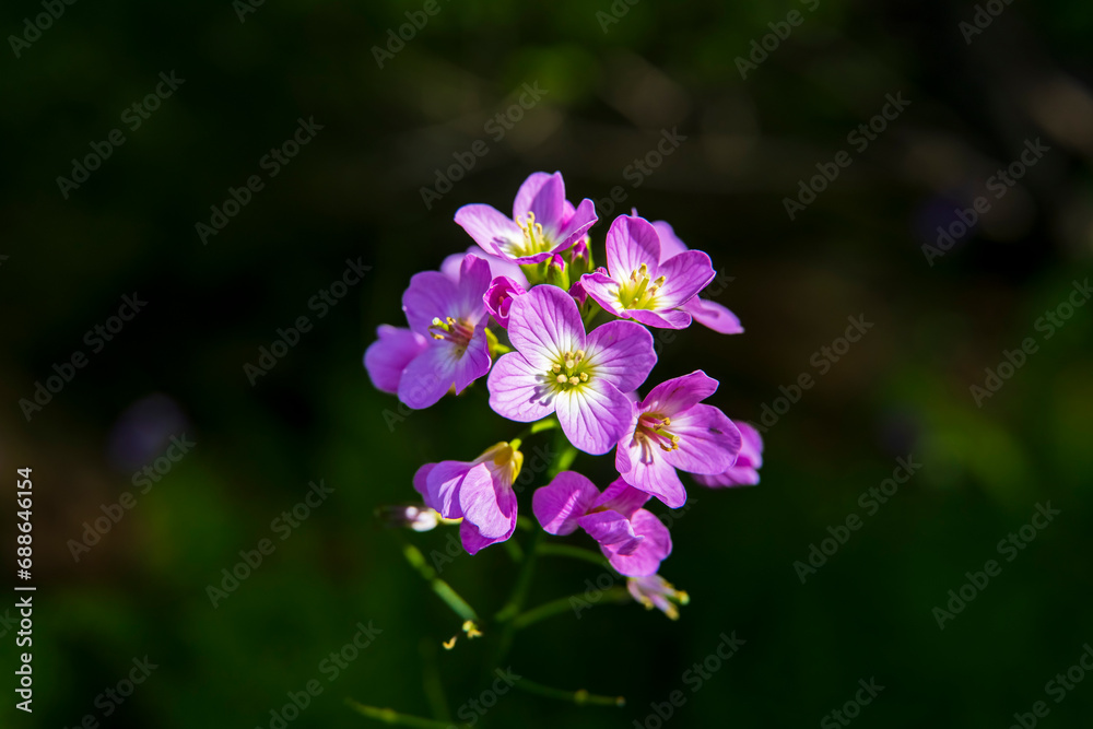 colorful flowers symbol of summer on green vegetation colorful flowers symbol of summer on green vegetation