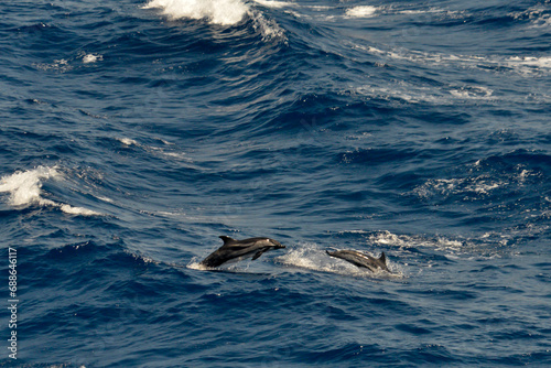 Pod of striped dolphin jumping in the sea © dabyg