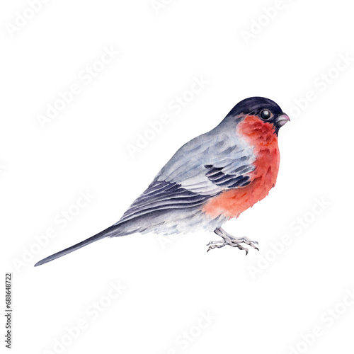 Red bullfinch. Christmas New Year design element. Small bird. Hand drawn watercolor illustration isolated on transparent background. Winter forest design element for holiday cards, patterns, decor