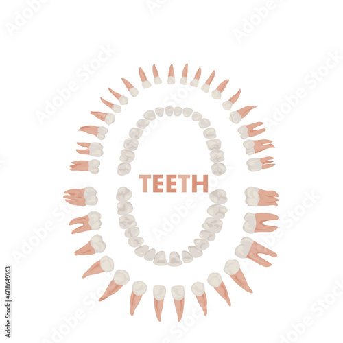Vector isolate flat illumination of Types and location of adult human teeth. Oral cavity, human dental system with lower and upper jaw poster. Molar premolar canine incisor.Dentist infographic banner.