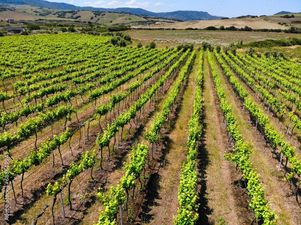 Sardinia landscape with vineyard in Valledoria
