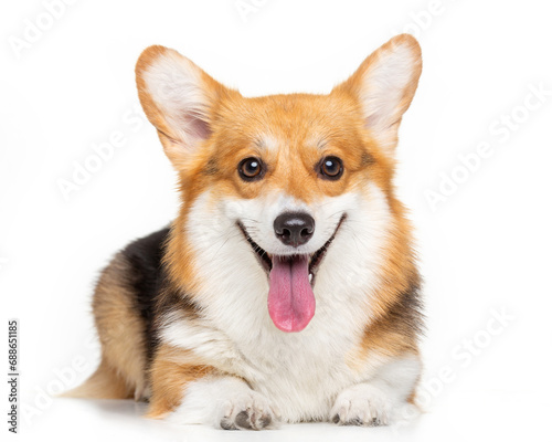 Welsh Corgi, dog, smile, portrait on a white background, isolate