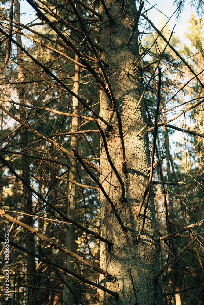 bare spruce trunk on which the autumn sun falls bare spruce trunk on which the autumn sun falls
