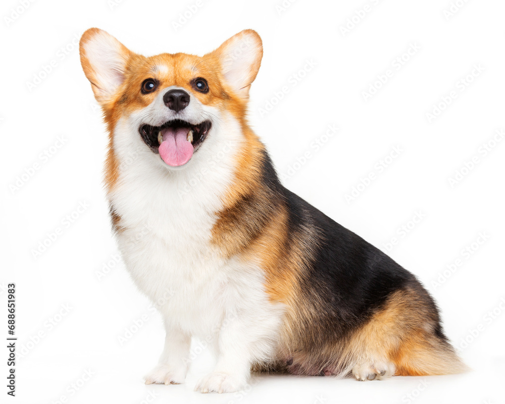 Welsh Corgi, dog, smile, sitting on a white background, isolate