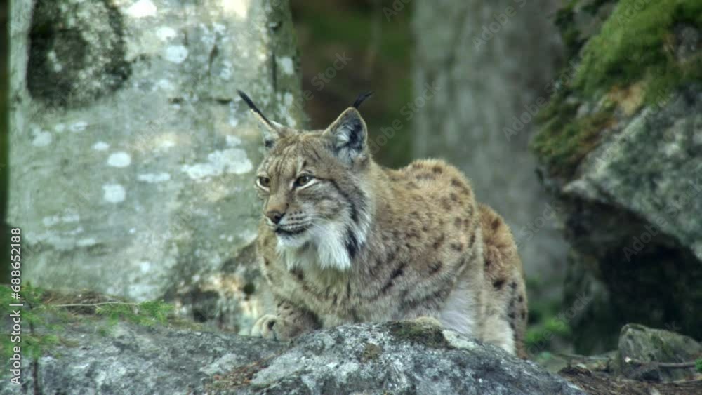 Lynx in a german forest Lynx in a german forest