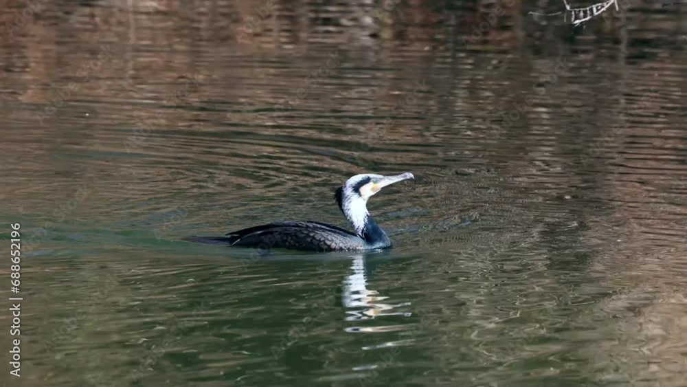 The great cormorant, Phalacrocorax carbo known as the great black cormorant across the Northern Hemisphere, the black cormorant in Australia and the black shag further south in New Zealand