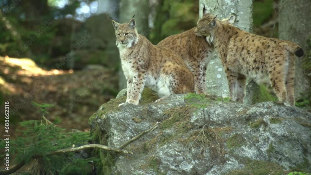 Lynx in a german forest Lynx in a german forest