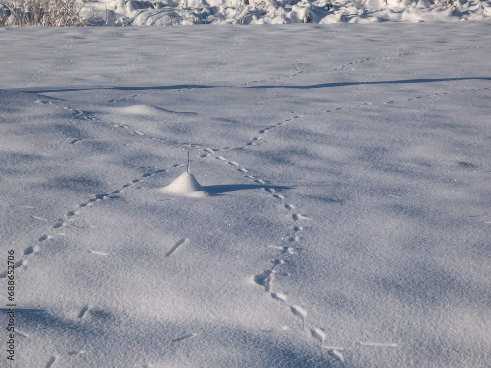 Ground covered with snow and footprints of a mouse or a common vole
