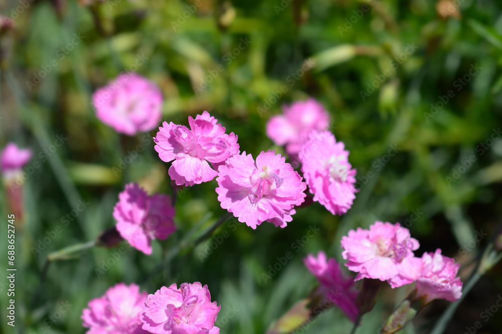 Cheddar pink Pink Jewel flowers