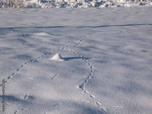 Ground covered with snow and footprints of a mouse or a common vole (microtus arvalis) in deep snow after snowfall in sunlight in winter