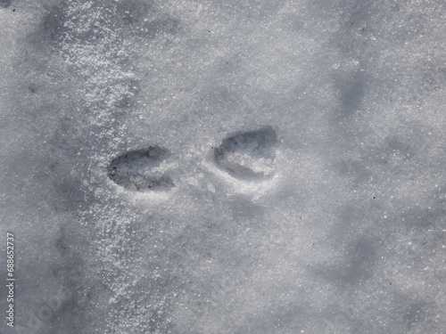 Close-up of a row of the footprints of roe deer (Capreolus capreolus) on the ground covered with white snow in winter