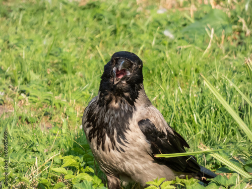 The hooded crow (Corvus cornix) standing on the ground with green grass in the background