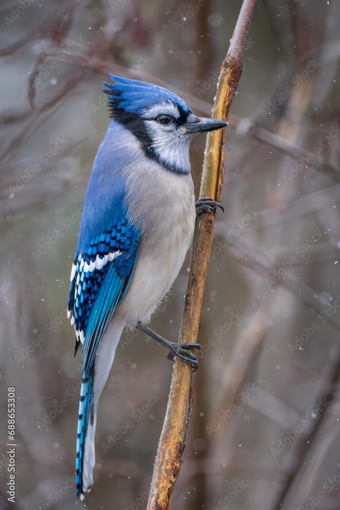 A male Blue Jay on a branch in winter