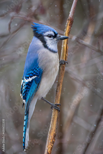 Obraz na płótnie A male Blue Jay on a branch in winter w salonie