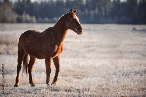 Brown horse on a frosty morning in a field near a forest in a village