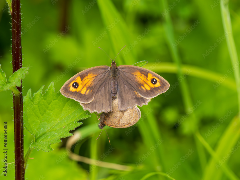 Meadow Brown Aberration Butterflies Mating Meadow Brown Aberration Butterflies Mating
