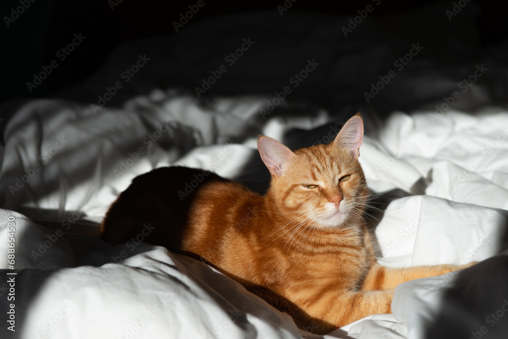 Ginger cute cat lies in bed with a white sheet while basking in the sun