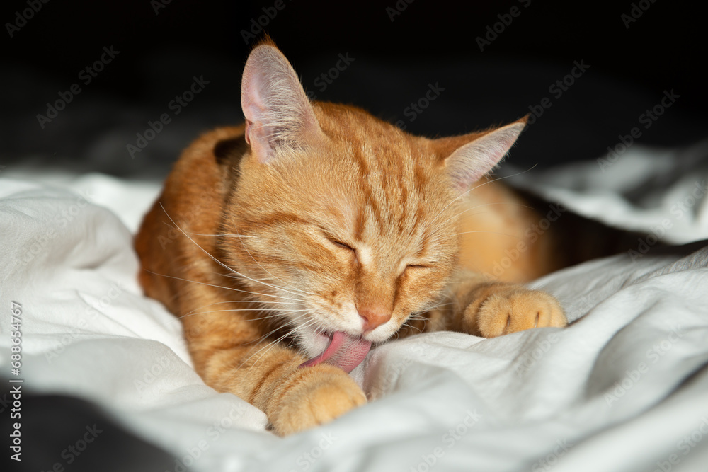 Ginger cute cat lies in bed with a white sheet and washes itself while basking in the sun Ginger cute cat lies in bed with a white sheet and washes itself while basking in the sun