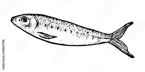 Fish sketch of Clupea sprattus. Delicious sprat fish isolated on white background. Drawing of marine fish. Dish for fish restaurant, menu design.