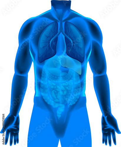 3d rendered illustration of a body Human organs anatomy hi-res ECIR Medical Communications Male Fitness Body Transformation human heart anatomy stock