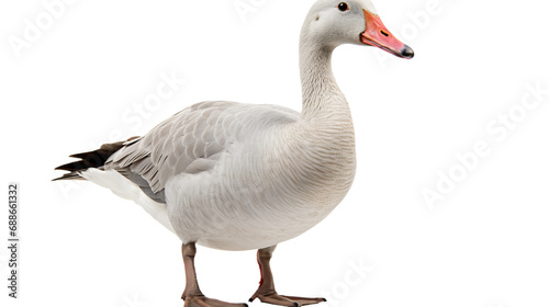 A white goose with orange beak, isolated on transparent or white background