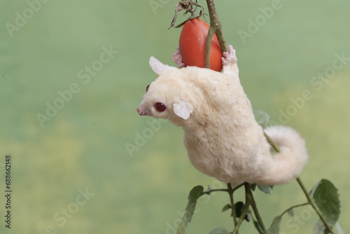 Fototapeta Naklejka Na Ścianę i Meble -  A female albino sugar glider is eating a ripe tomato on a tree. This marsupial mammal has the scientific name Petaurus breviceps.