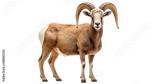 A brown and white ram with horns, isolated on transparent or white background