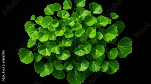 Western maidenhair fern with striking black stems and deciduous foliage in a lush green nature background photo