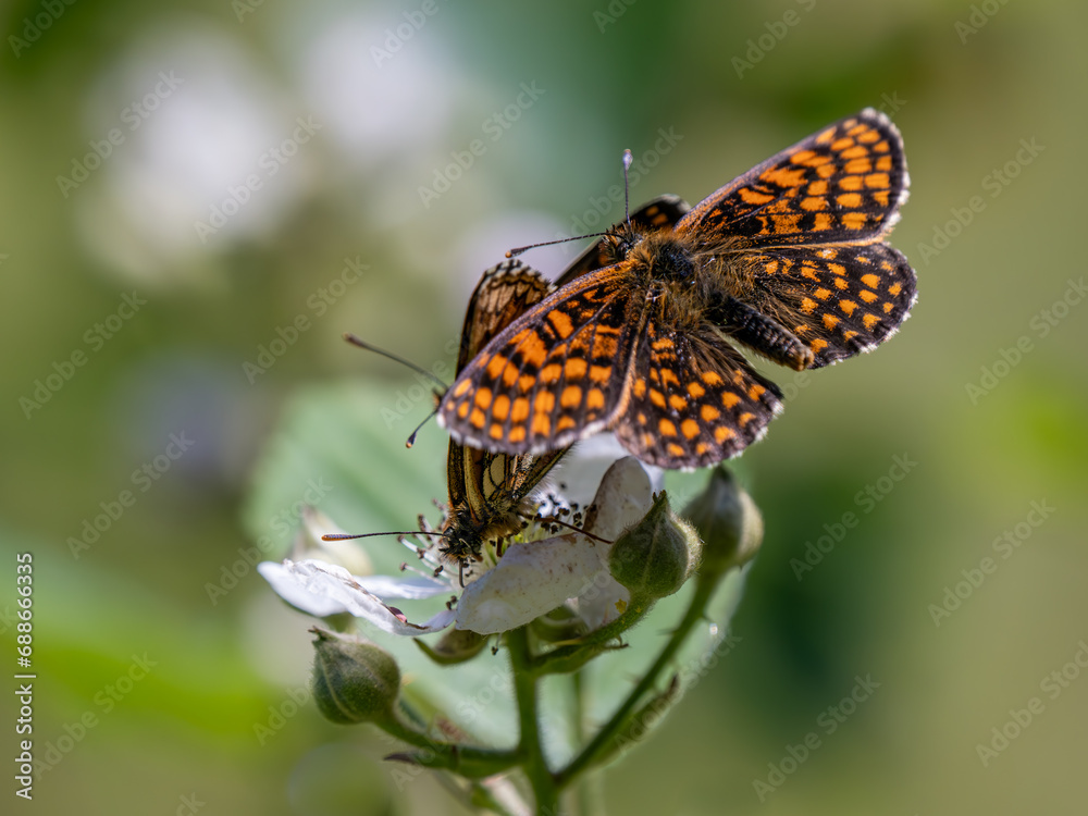 Heath Fritillary Feeding on a Bramble Flower Heath Fritillary Feeding on a Bramble Flower