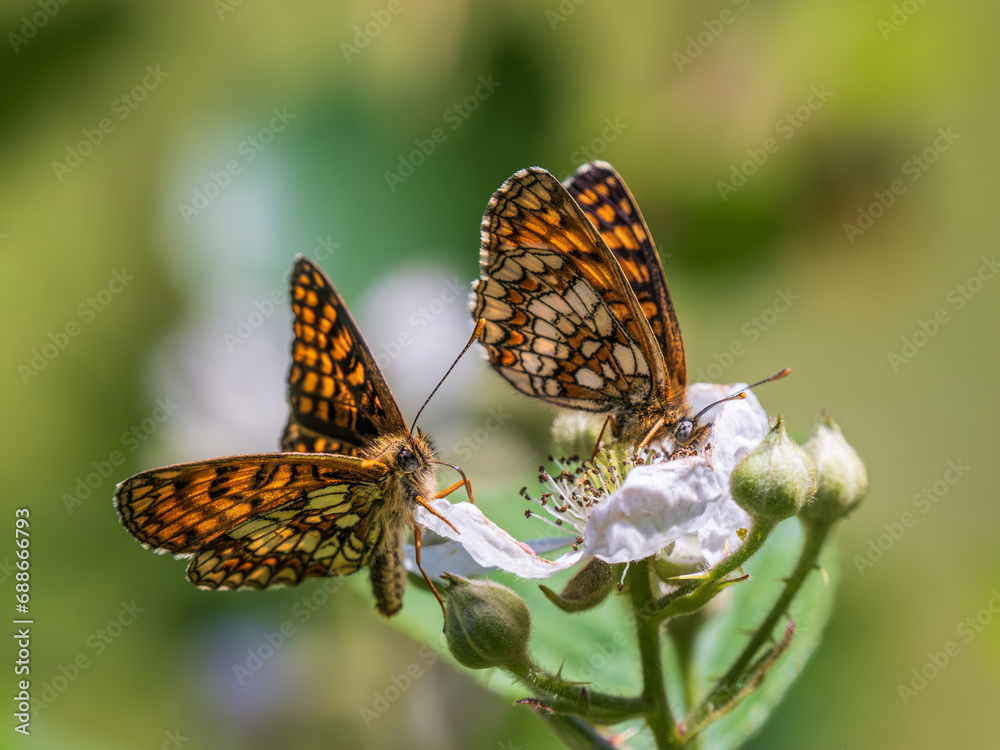 Heath Fritillary Feeding on a Bramble Flower