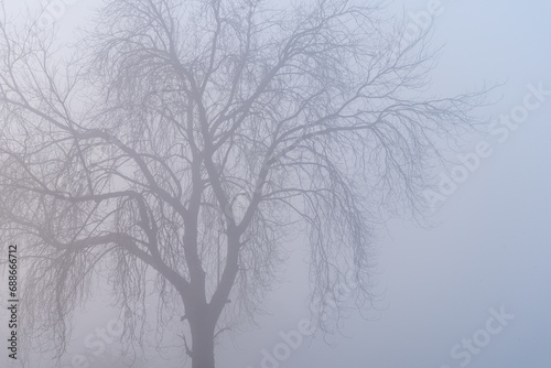 A tree lost in the mist closeup shot in rural India.