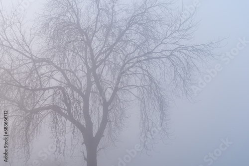 Photography A tree lost in the mist closeup shot in rural India.