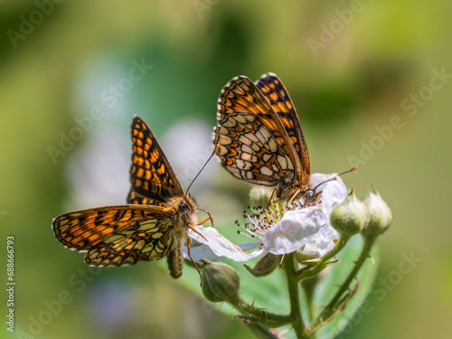 Obraz na płótnie Heath Fritillary Feeding on a Bramble Flower w salonie