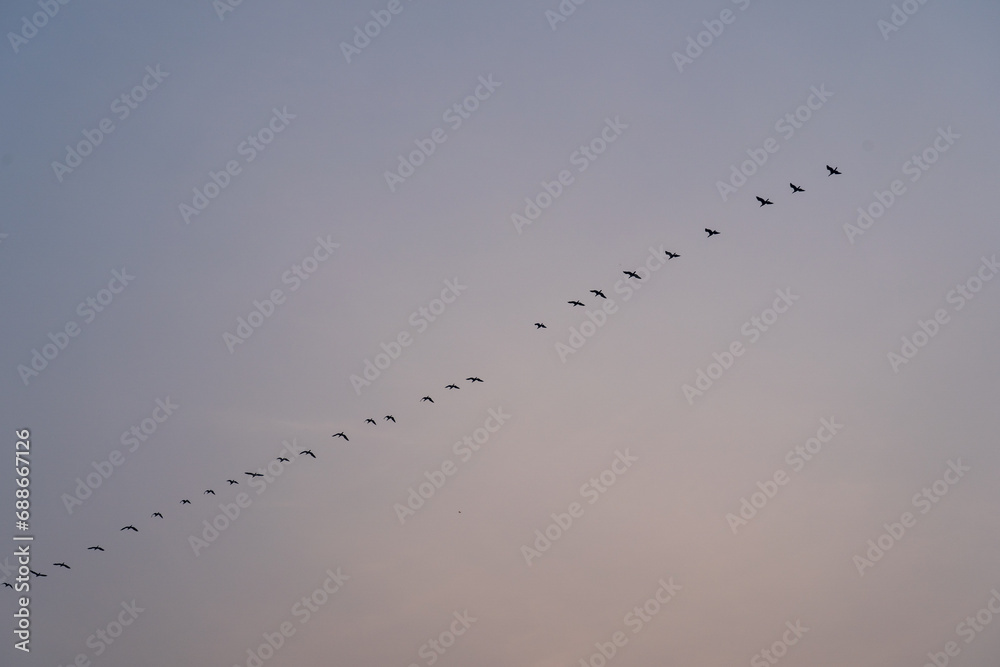 Flights of birds in the sky on dusk Flights of birds in the sky on dusk
