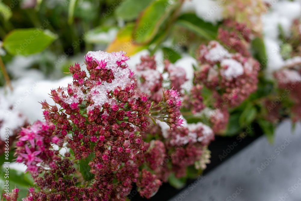 Obraz premium Beautiful pink flowers covered by snow. First early snow. Season weather conditions. Selective focus