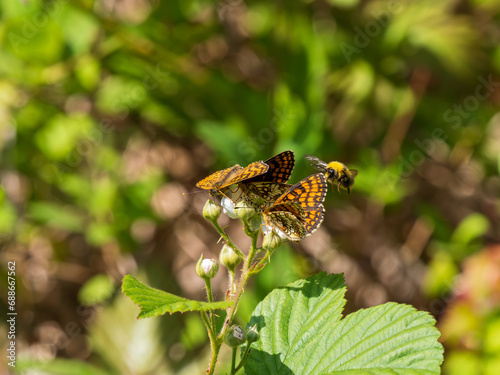 Heath Fritillary Feeding on a Bramble Flower