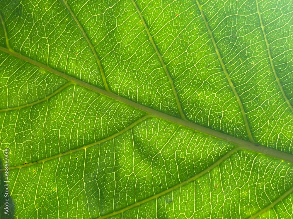 Green fresh plant leaf texture as background Green fresh plant leaf texture as background
